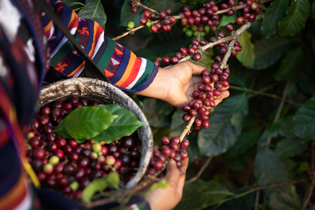 A coffee farmer picking coffee berries