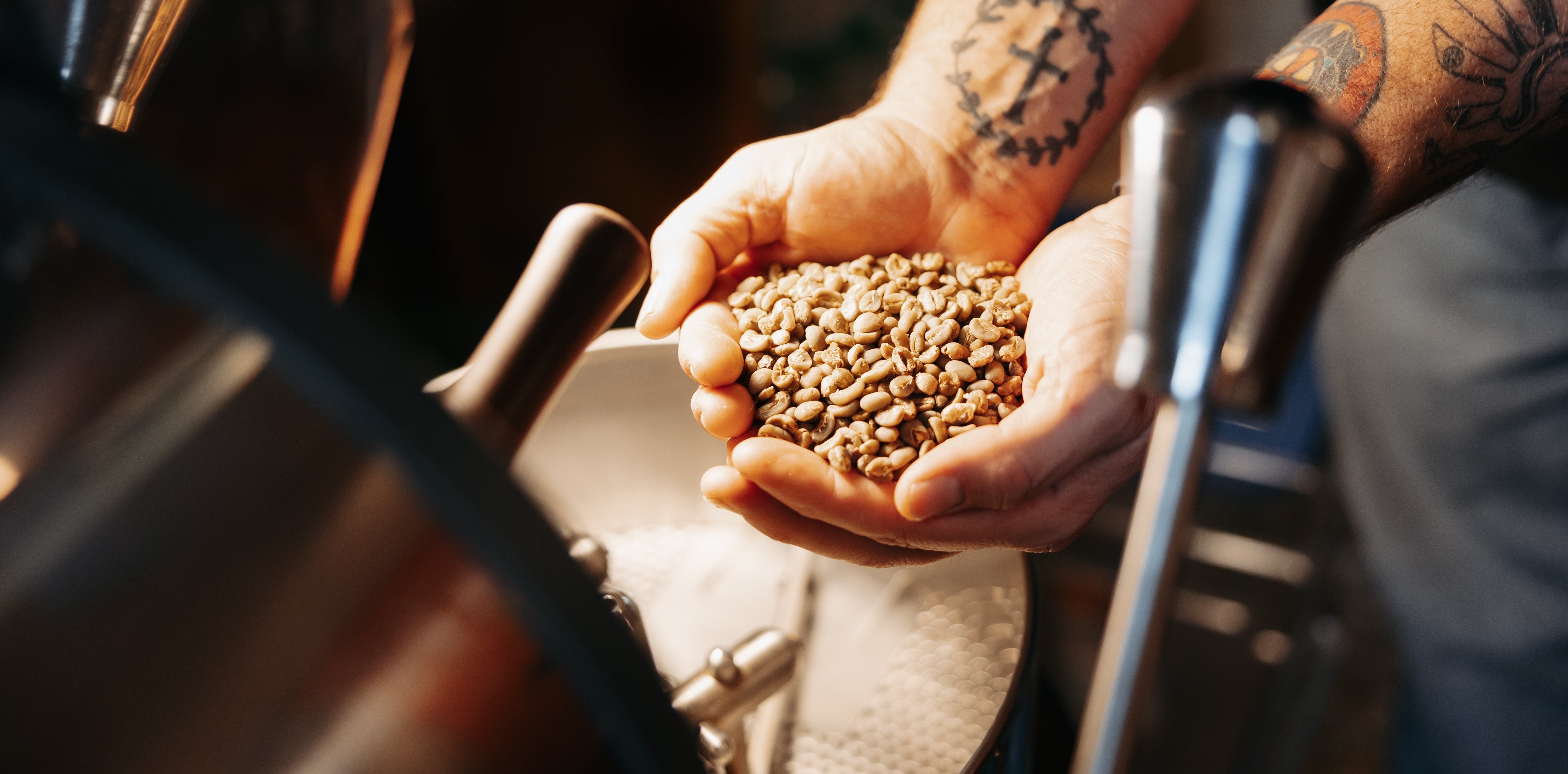 Hands holding unroasted coffee beans